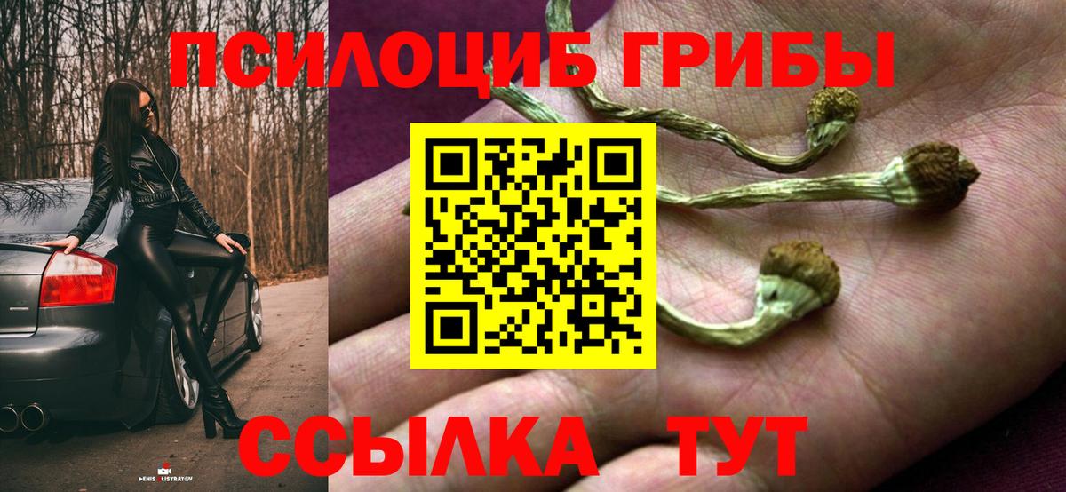 Псилоцибиновые грибы Psilocybe Саранск